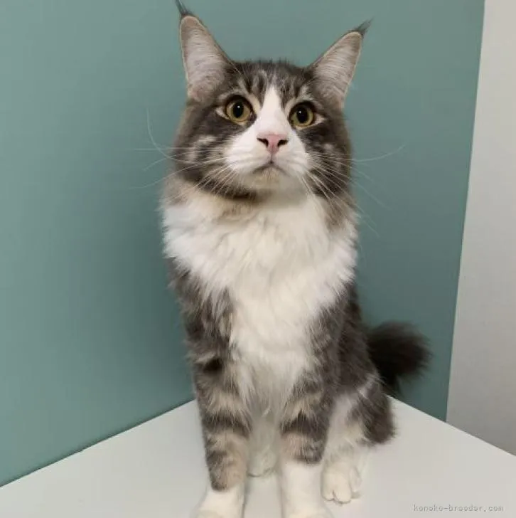 ID:2209-00817の子猫