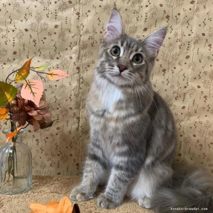 ID:2209-00820の子猫