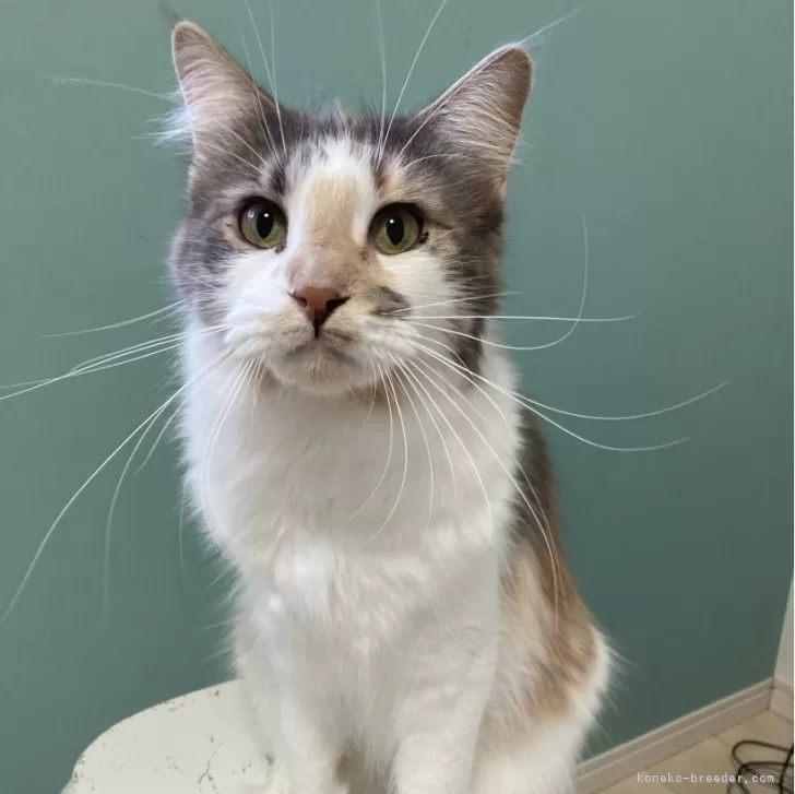 ID:2307-01832の子猫