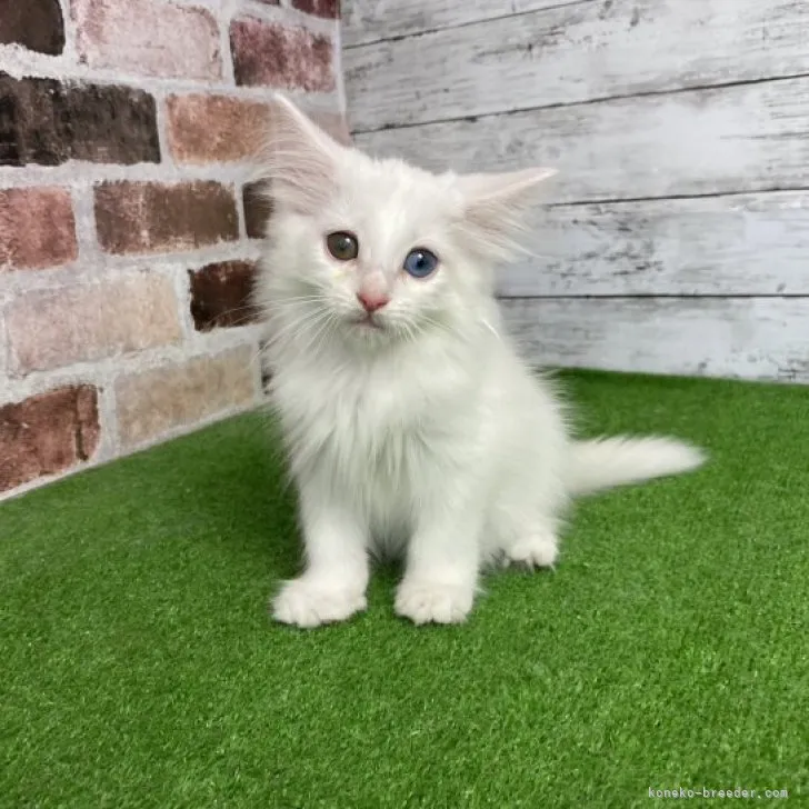 ID:2308-03092の子猫