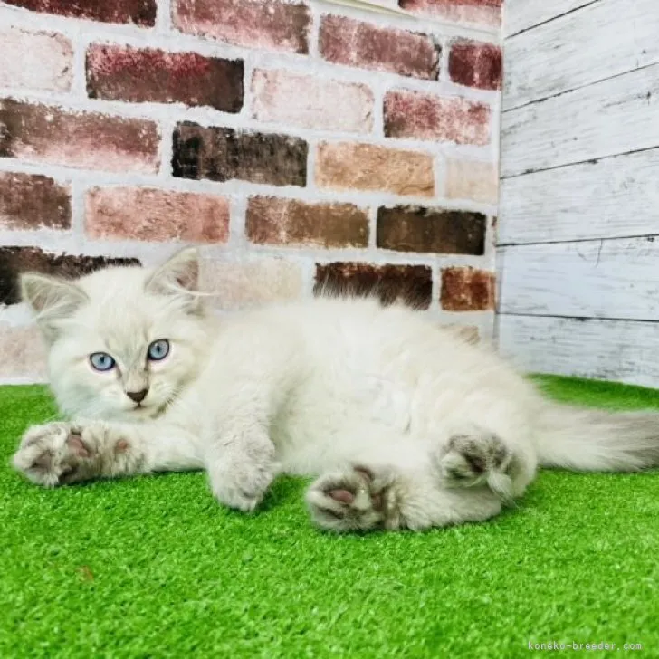ID:2305-02474の子猫