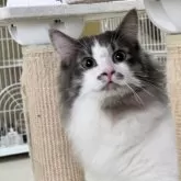 ノルウェージャンフォレストキャット