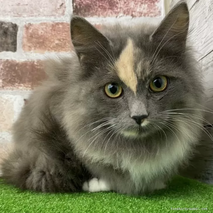 ID:2411-02819の子猫