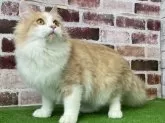 ノルウェージャンフォレストキャット【愛知県・男の子・2024年9月16日・クリームタビー&ホワイト 】の写真3