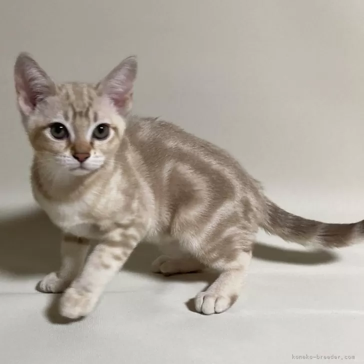 ID:2404-02012の子猫