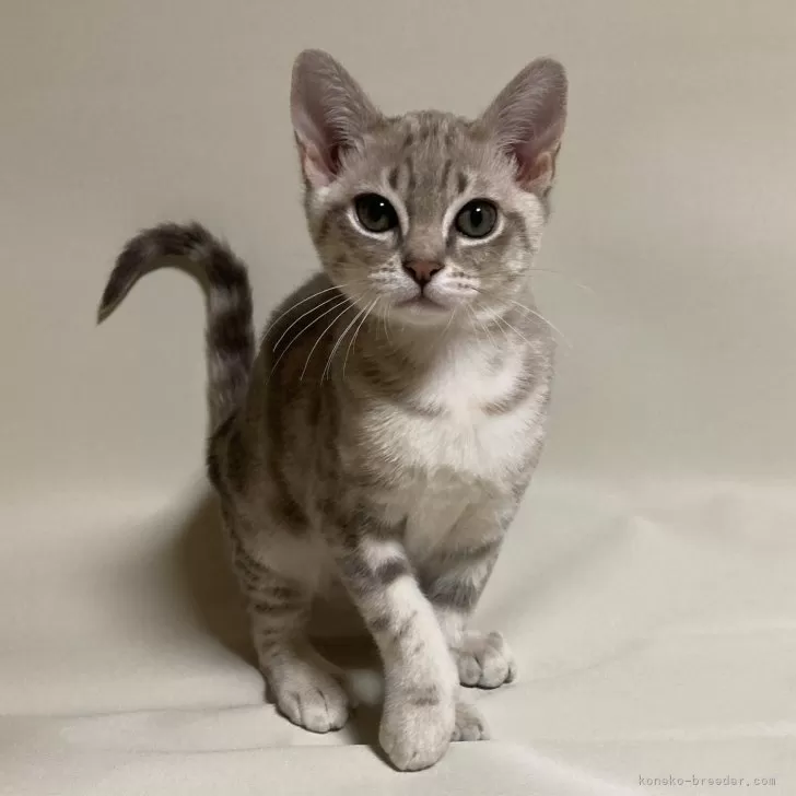ID:2404-01662の子猫