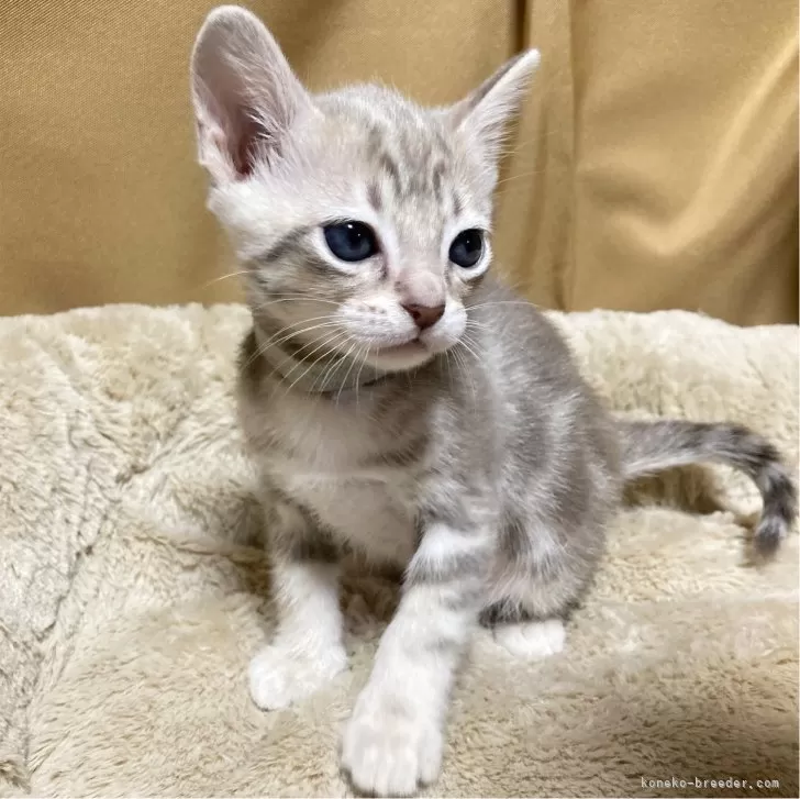 ID:2403-01568の子猫