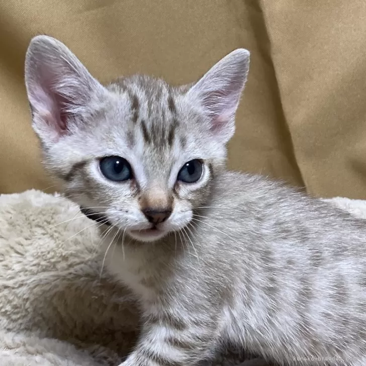 ID:2403-01906の子猫