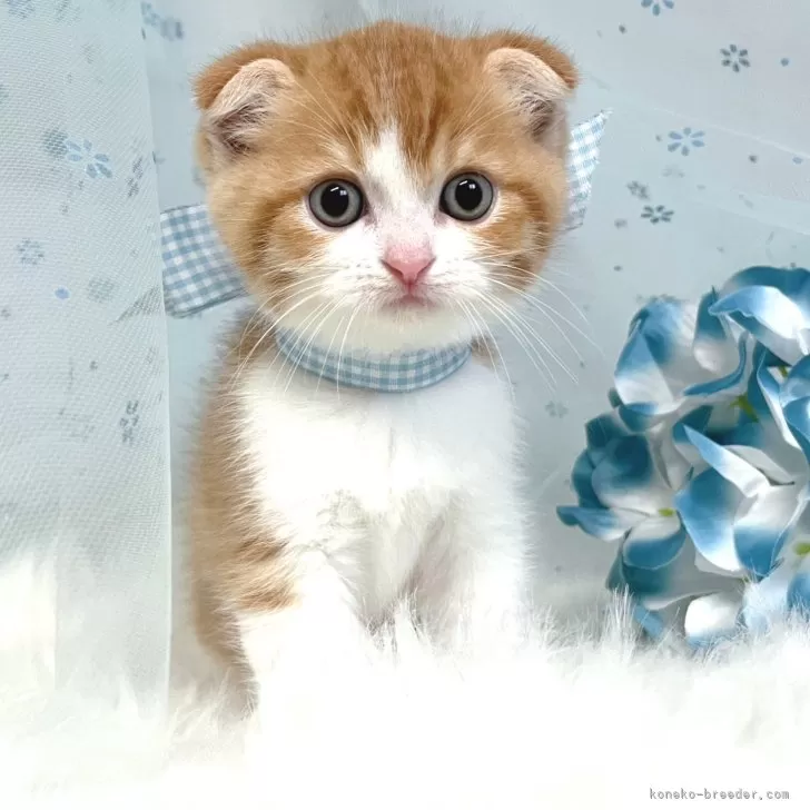 ID:2408-02041の子猫