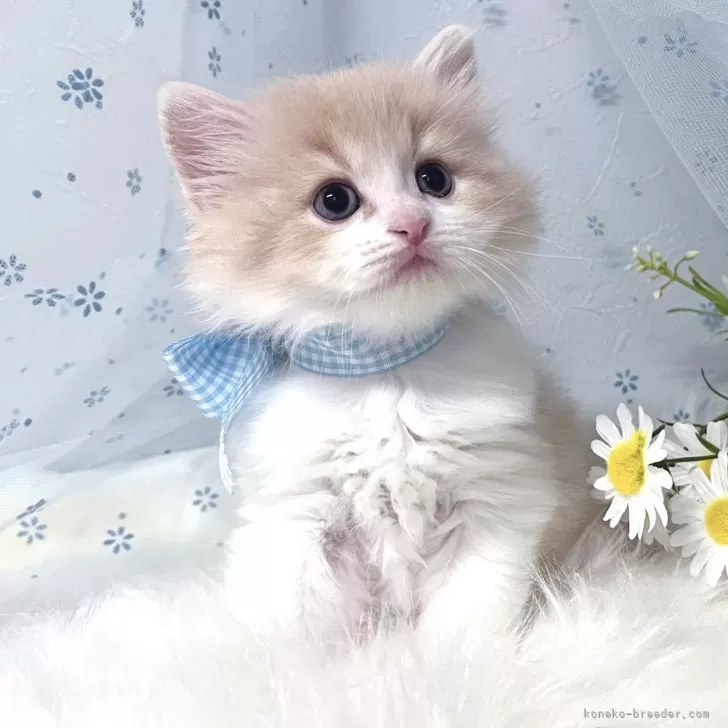 ID:2408-02039の子猫