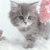 スコティッシュストレート