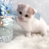 スコティッシュフォールド(折れ耳)
