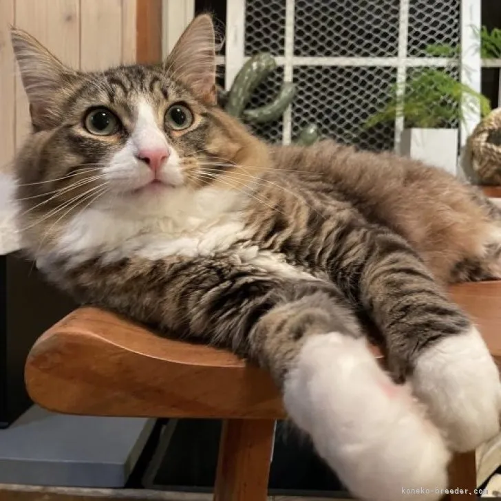 ID:2209-01039の子猫