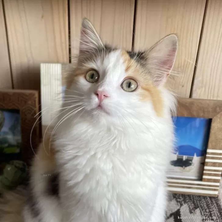ID:2501-02152の子猫