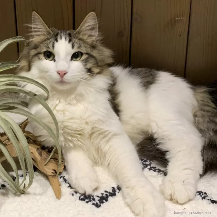 ID:2410-01589の子猫