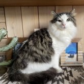 ノルウェージャンフォレストキャット
