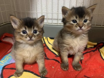 和歌山県のスコティッシュフォールドのブリーダー キャッテリーのブログ特集 3ページ目 みんなのペットライフ