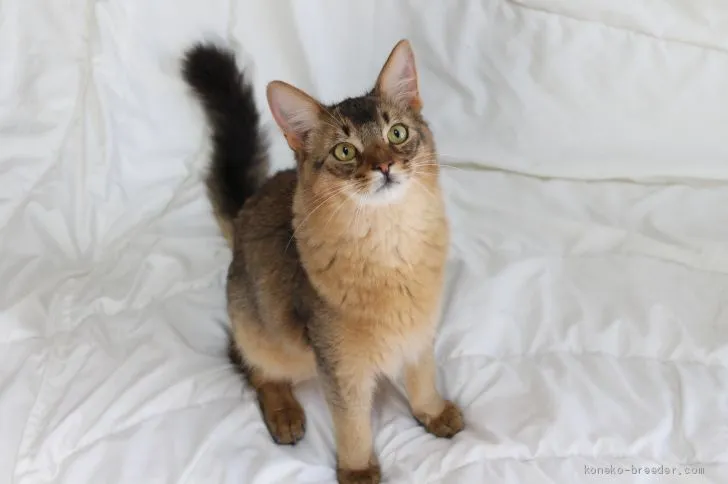 ID:2007-02049の子猫