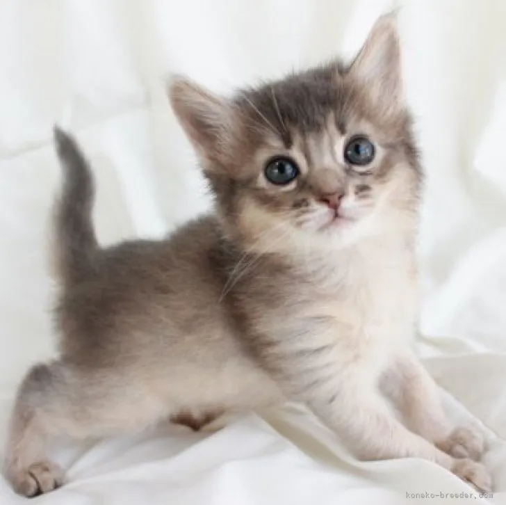 ID:2303-02067の子猫