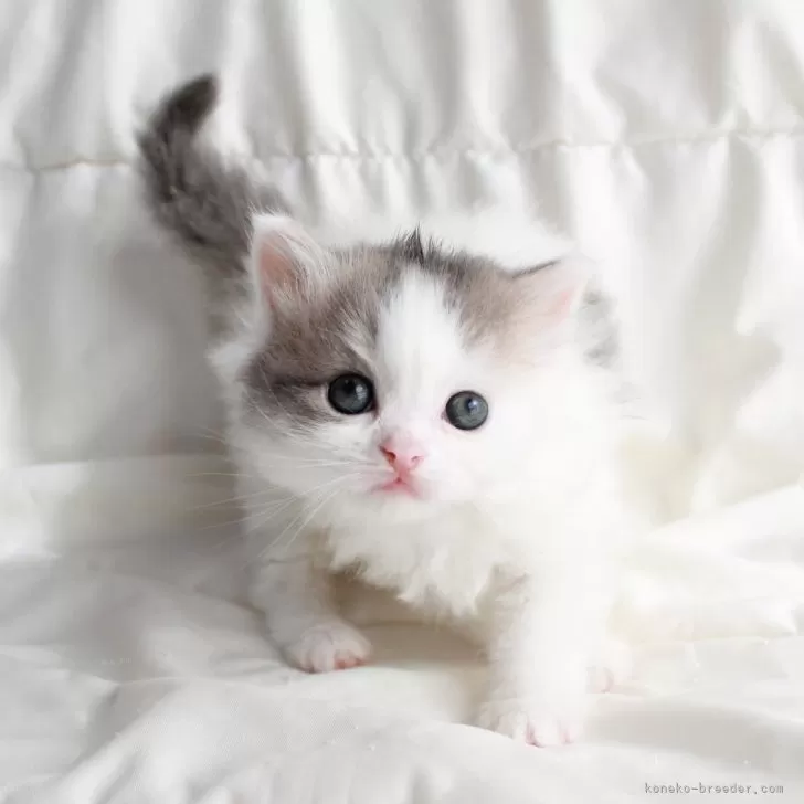 じー 様のお迎えした子猫