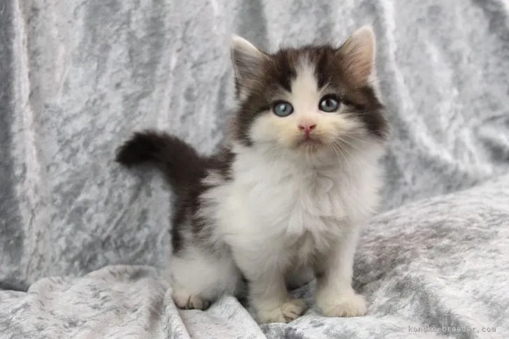 ID:2205-01050の子猫