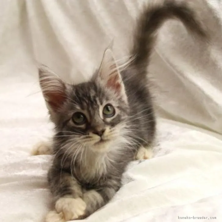 ID:2207-00878の子猫