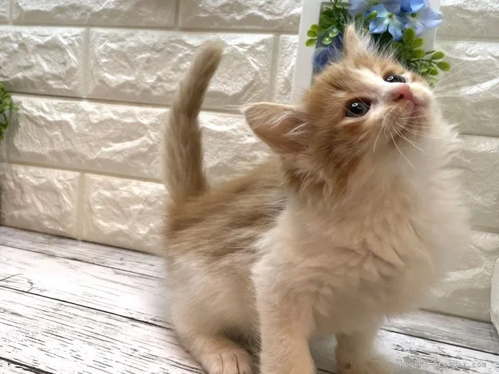 ID:2205-01821の子猫