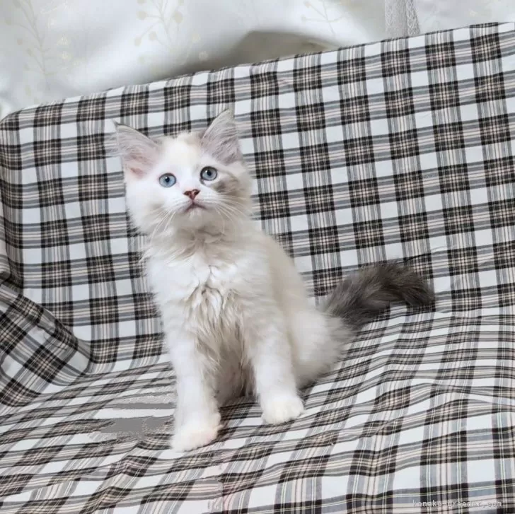 ID:2403-02083の子猫