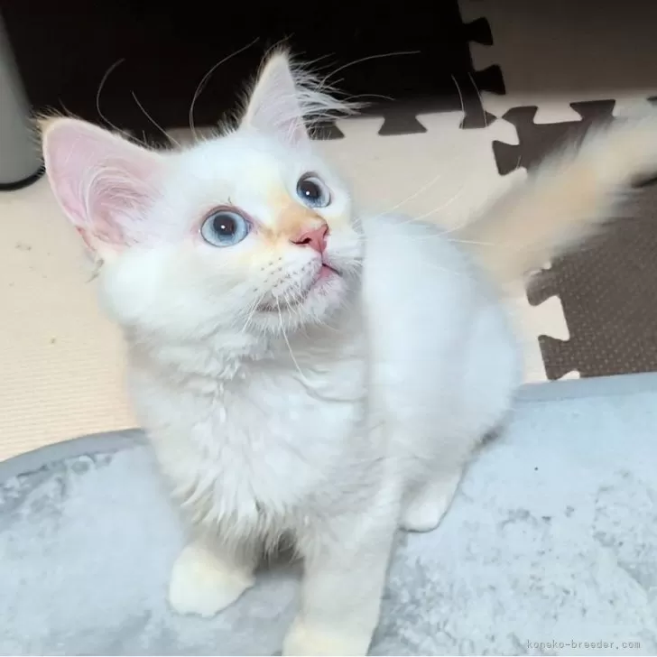 ID:2409-00762の子猫