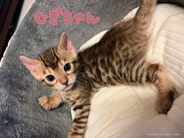 外山達也ブリーダーのブログ：大きくなってます♪