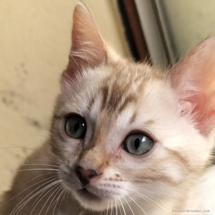 ID:2305-00553の子猫