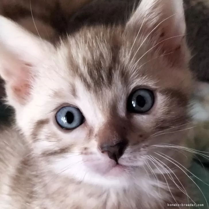 ID:2402-00326の子猫