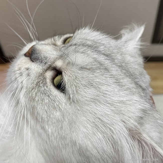 冨岡利枝ブリーダーのブログ：パパ猫『らいと』♂🐾✨