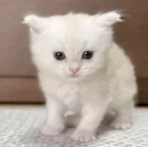 ミヌエット(長足)