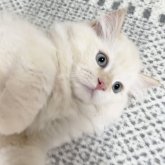 ミヌエット(長足)