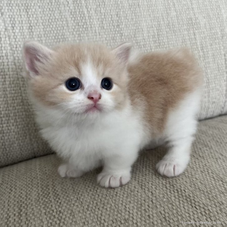 くろまめちゃ 様のお迎えした子猫