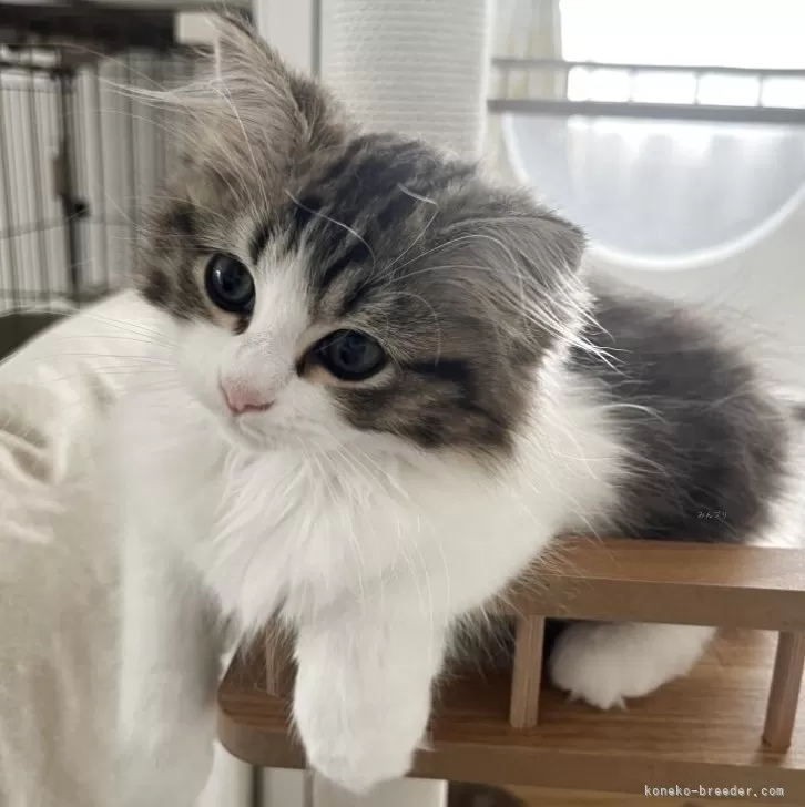 ID:2504-00761の子猫