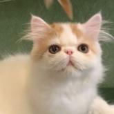 エキゾチックロングヘア