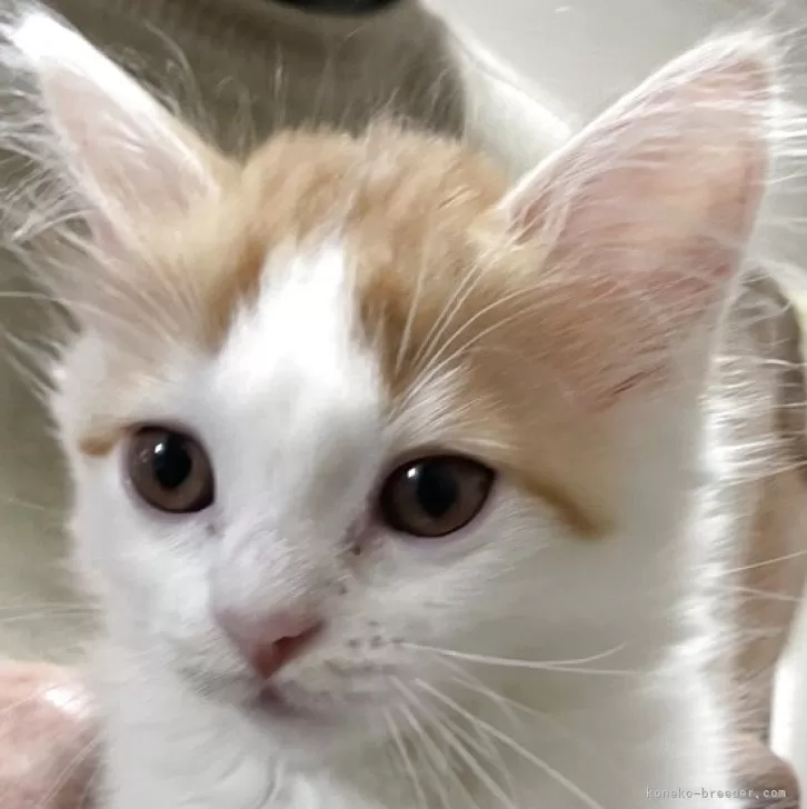 ID:2504-03215の子猫