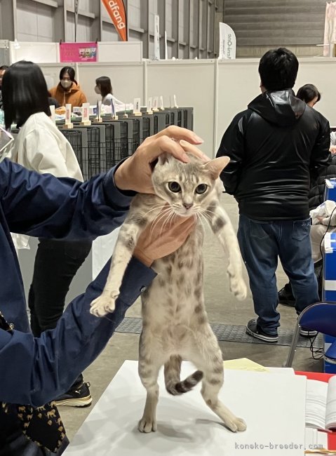 高柳恵ブリーダーのブログ：キャットショー初参加☺️