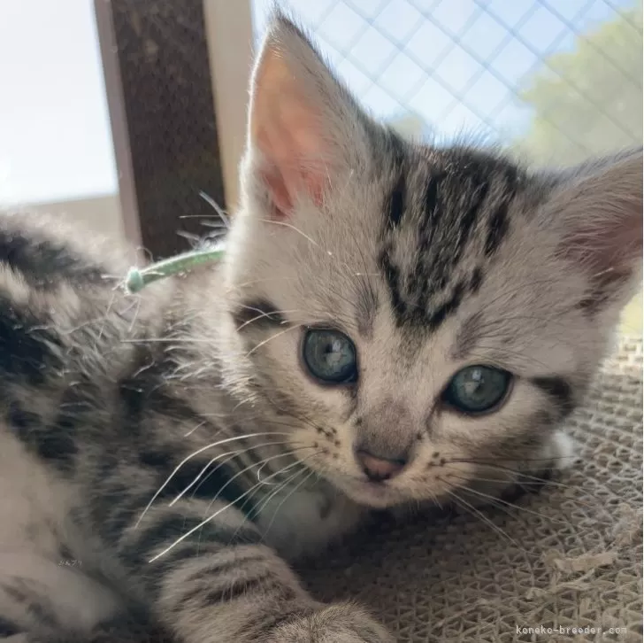 ID:2402-01746の子猫