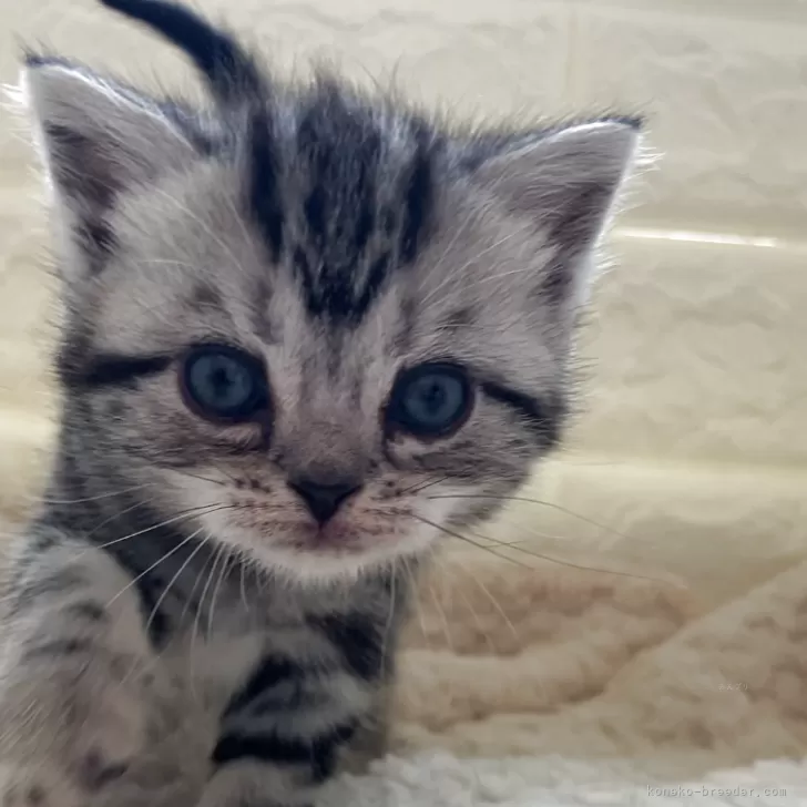 ID:2504-03132の子猫