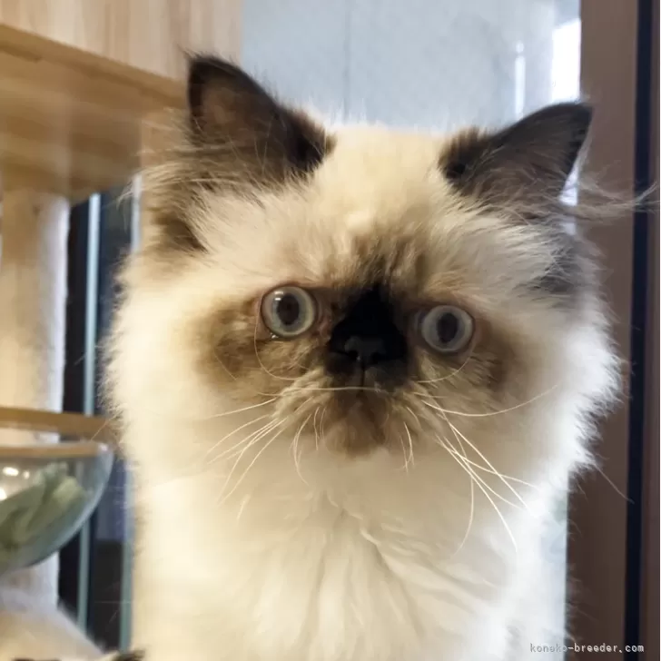 ID:2501-00306の子猫