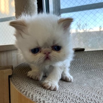 ヒマラヤン【静岡県・男の子・2024年12月1日・クリームポイント】の写真「ふわふわ子猫ちゃん^ ^」