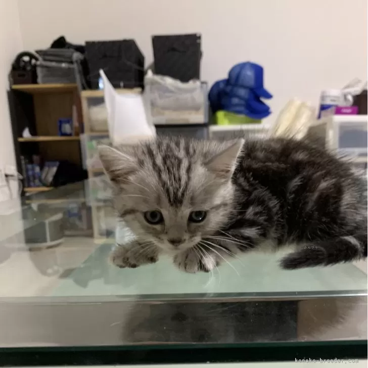ID:2409-00858の子猫