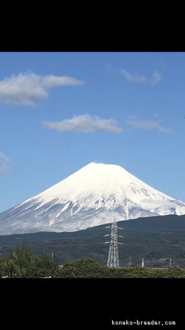 井熊　健二(いくま　けんじ)ブリーダー(静岡県・サイベリアンなど・ICC登録)の紹介写真2