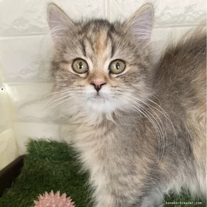 ID:2409-02717の子猫