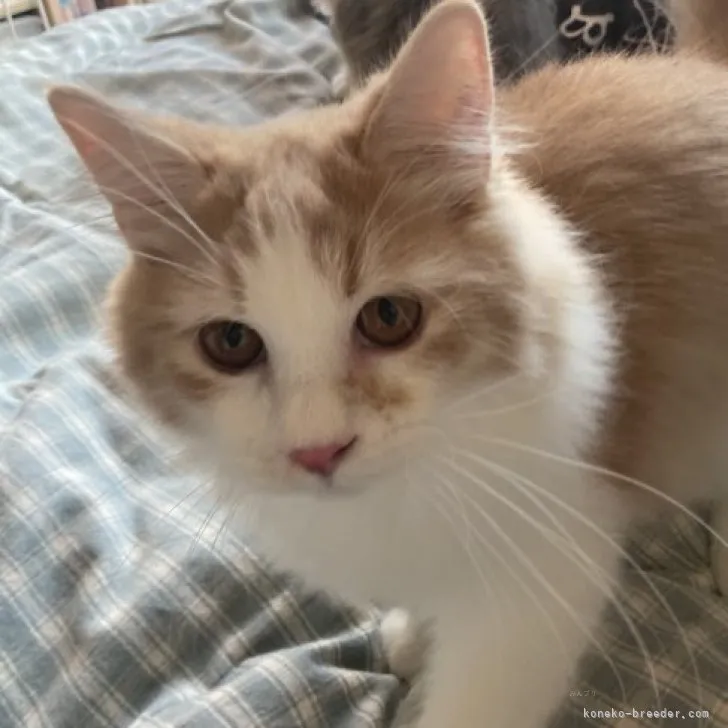 ID:2312-01069の子猫