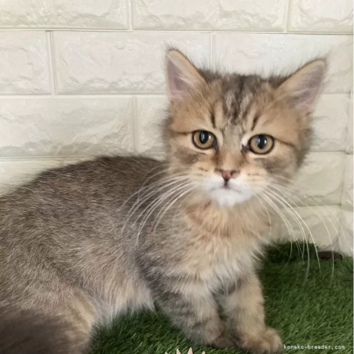 ID:2409-02713の子猫