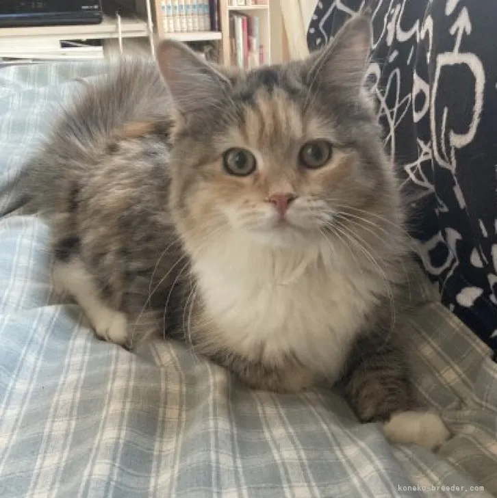ID：2312-01141の子猫